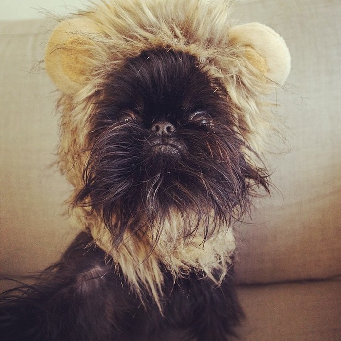 Fashion-Dogs-Puppies-23