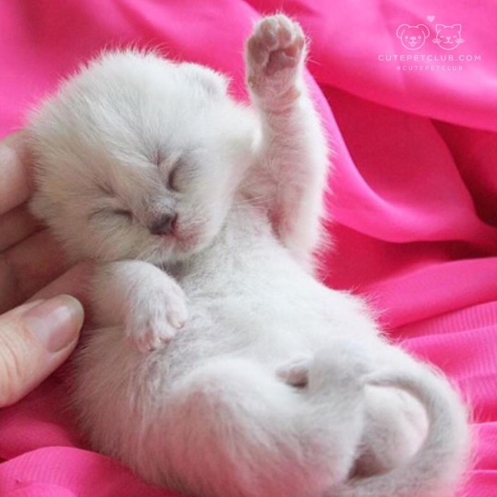 12519198_942738695795713_709085339_n