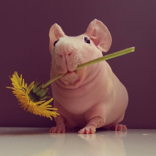 neobychnye-pitomcy-lysaya-morskaya-svinka-lyudvik-pokorila-set-foto_5