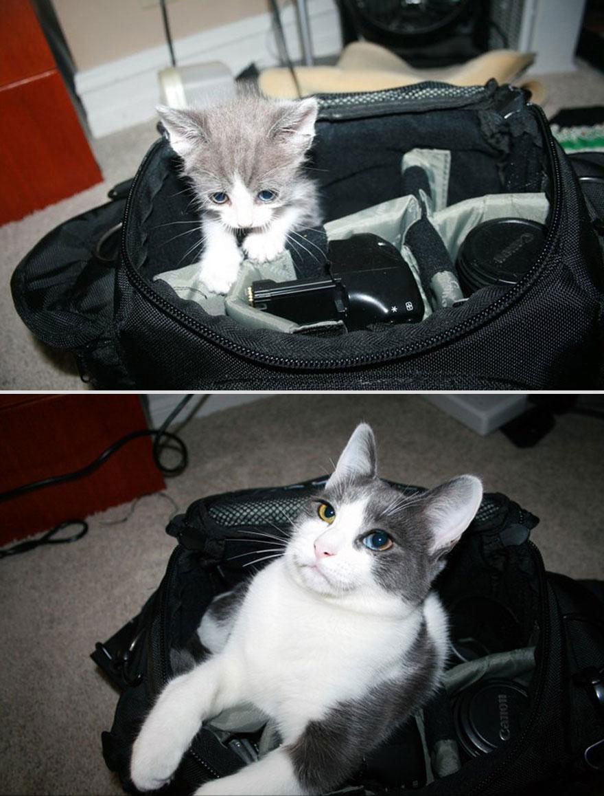 cute-pets-before-after-cat-camera-bag