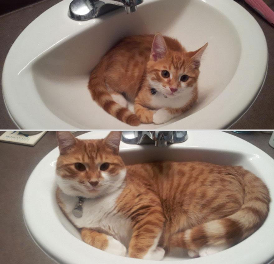 cute-pets-before-after-cat-sink