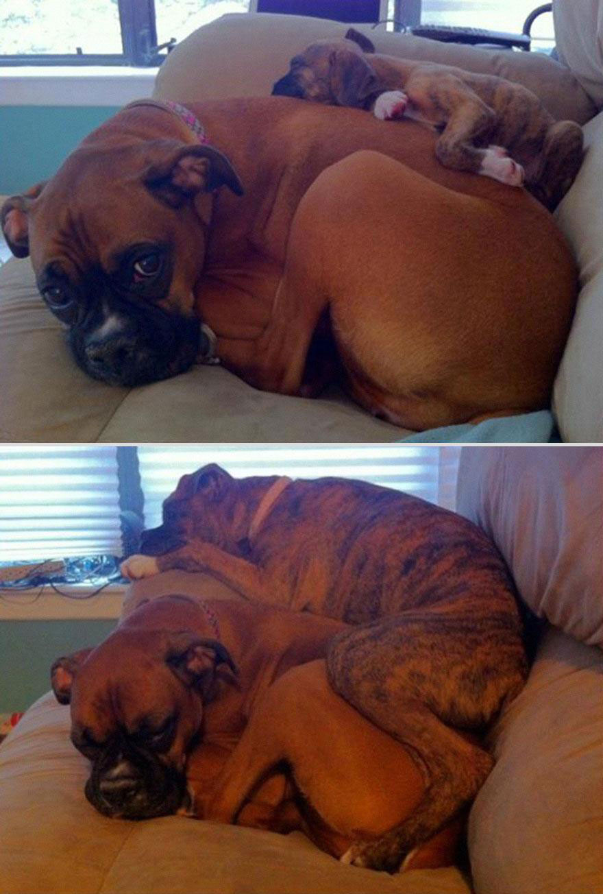 cute-pets-before-after-couch