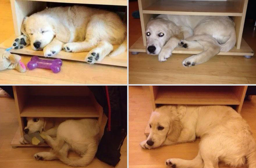 cute-pets-before-after-dog-cant-fit