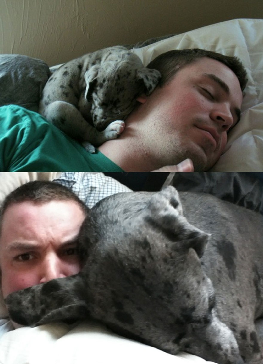 cute-pets-before-after-great-dane
