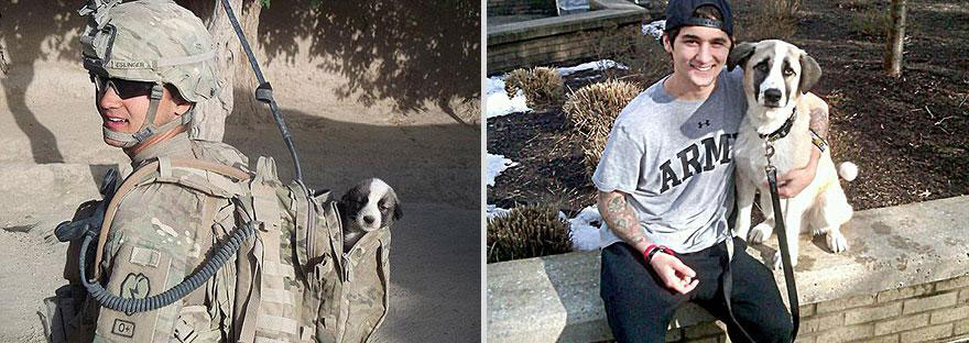 cute-pets-before-after-soldier-dog