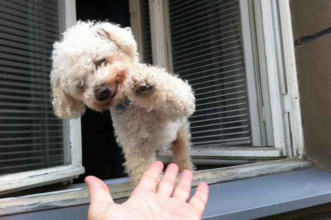 18855-8-650-56aca158d6-1484634188