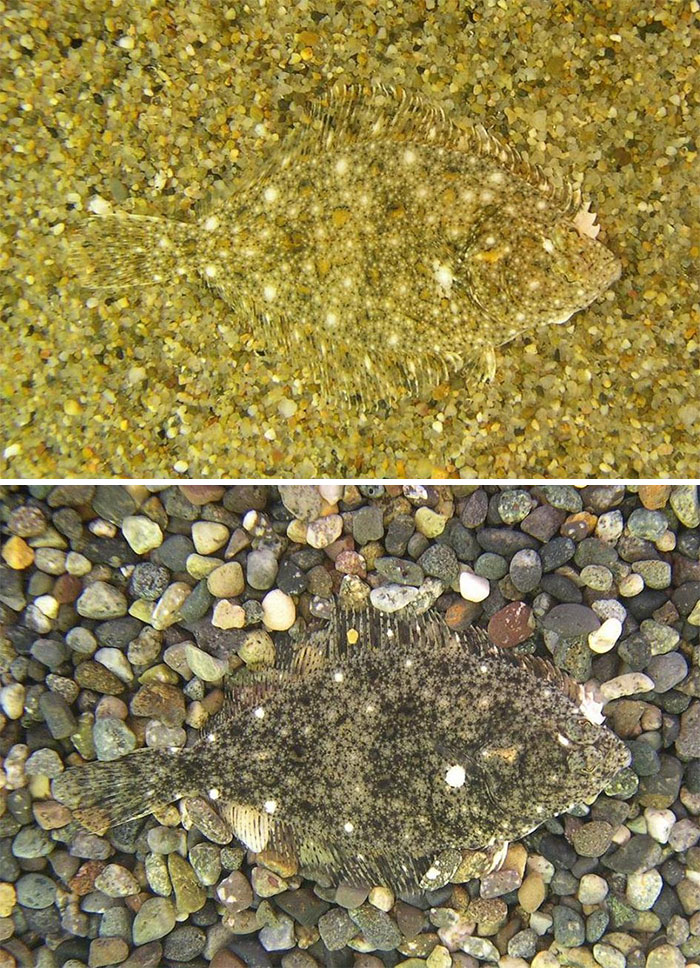 amazing-wild-animal-camouflage-nature-12-592689779da4c__700