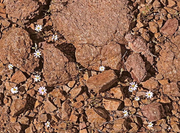 amazing-wild-animal-camouflage-nature-208-5926ee8385f25__700