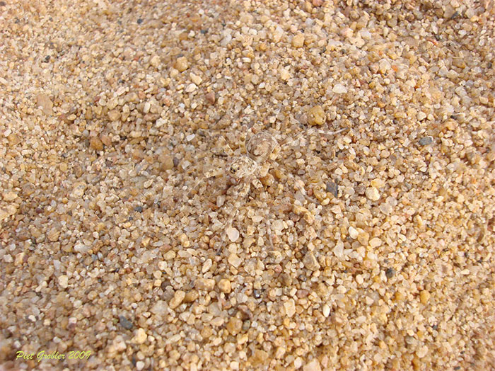 amazing-wild-animal-camouflage-nature-9-59258edce958b__700