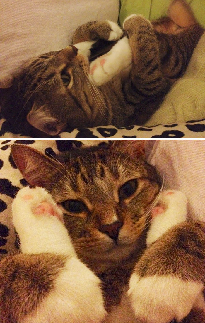 hey-pandas-share-pics-of-your-cat-acting-weird-127-593518a332ab3__700