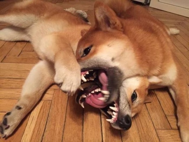 14956110-1483084155_01-1497960741-650-99f7b6045a-1499255661