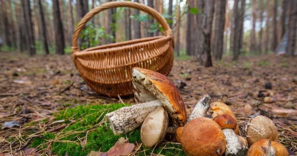 Де в Німеччині заборонено збирати гриби?
