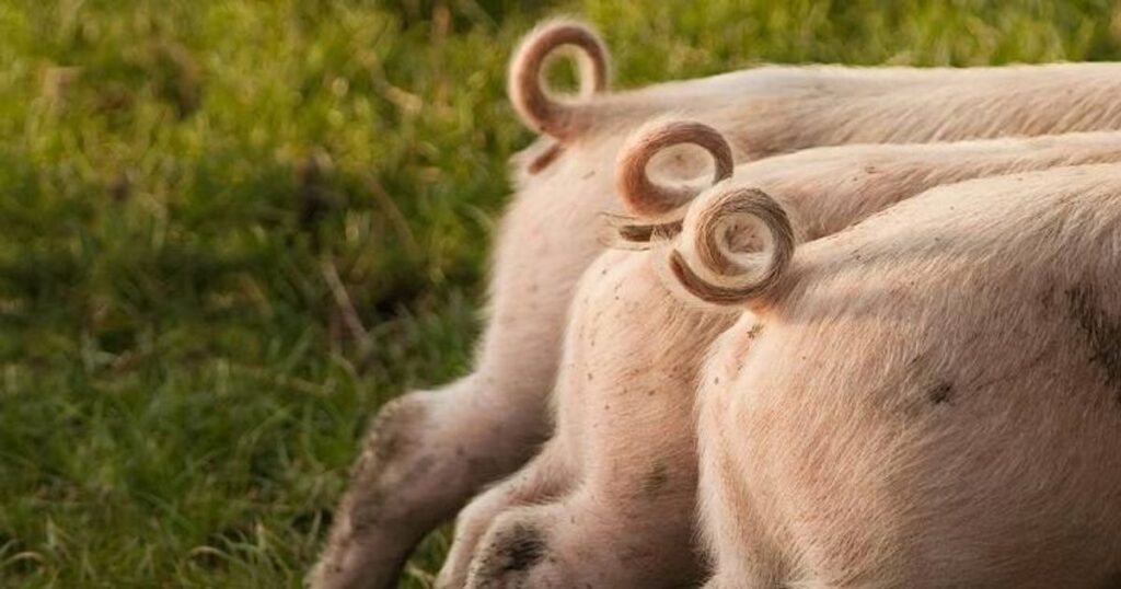 Чому відрізають хвостики новонародженим поросятам: для чого на фермах проводять купірування?