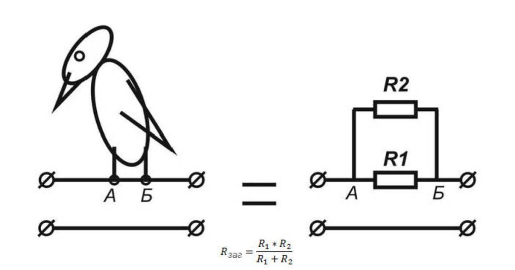 Знають одиниці: чому птахи не вмирають на високовольтних дротах