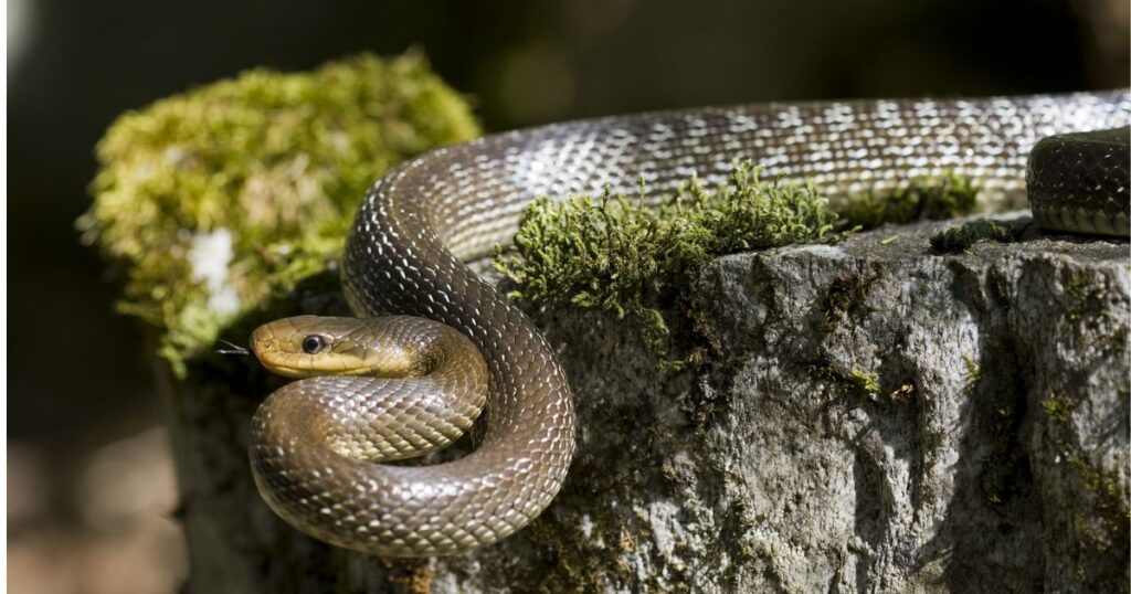 Каспійський (жовточеревий) полоз: зоолог попередив про небезпечну особливість плазуна, якого помітили в Україні!