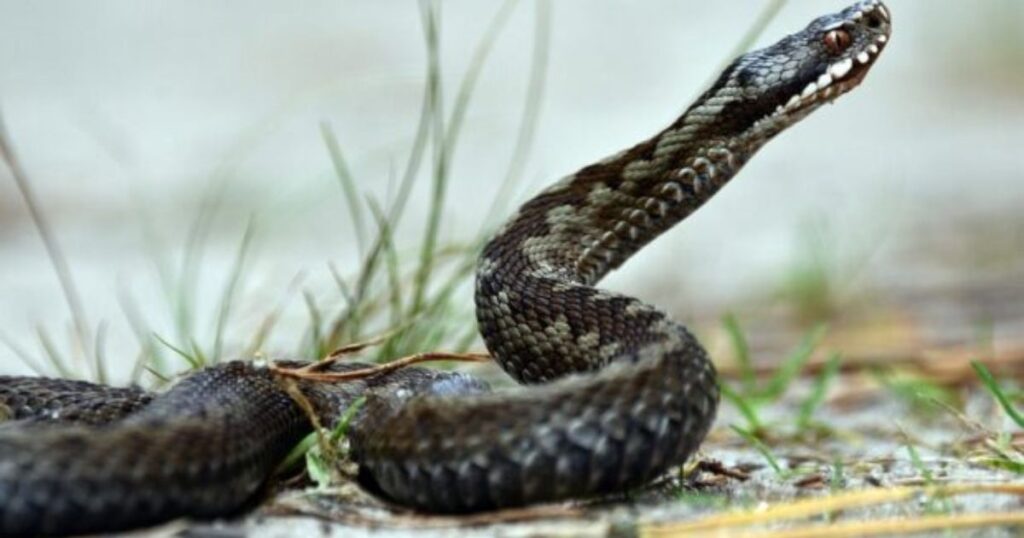 Плазунами на Рівненщині