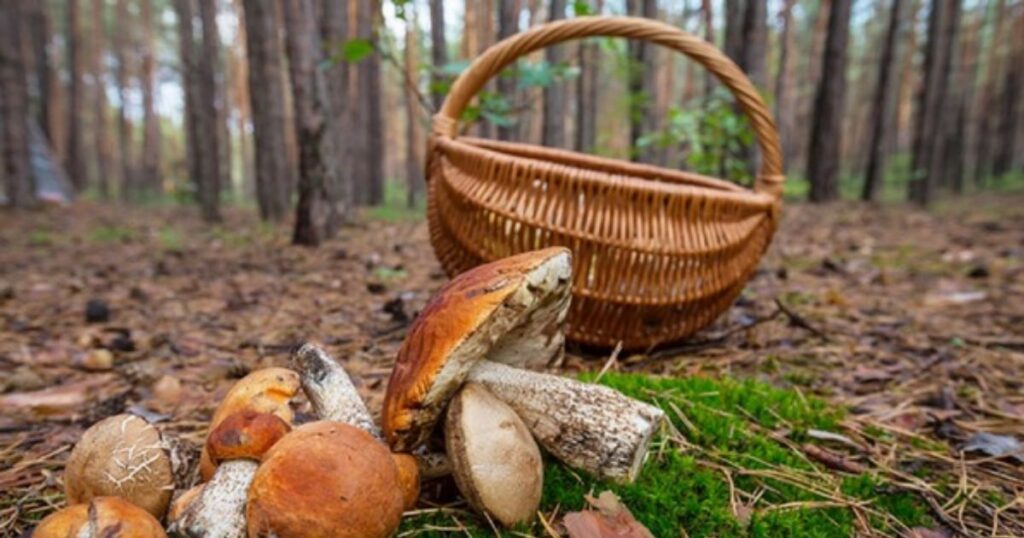 Як правильно перевіряти гриби?