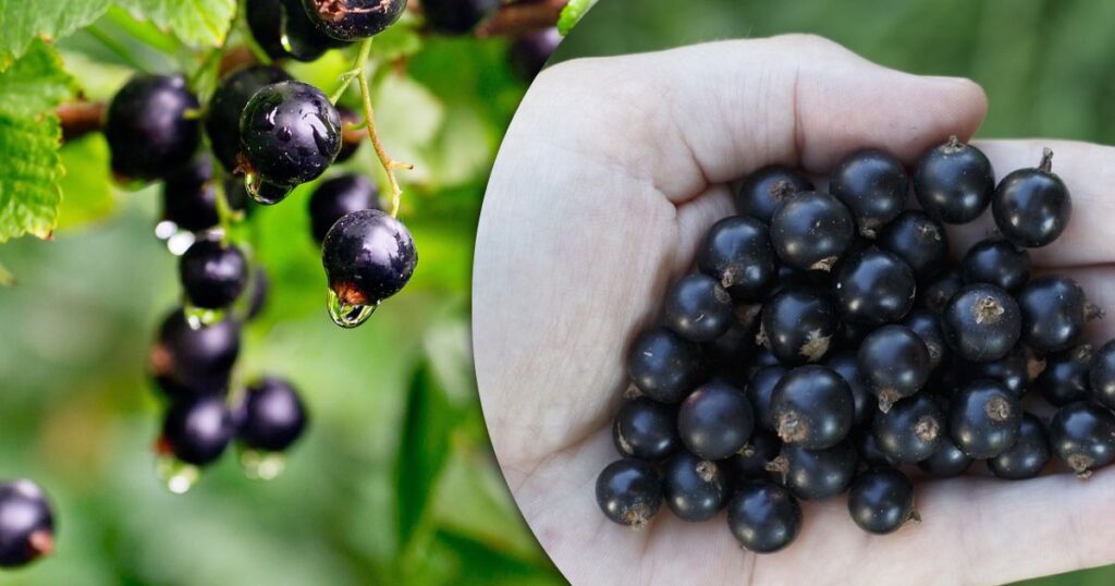 Чому в Америці не можна садити смородину?