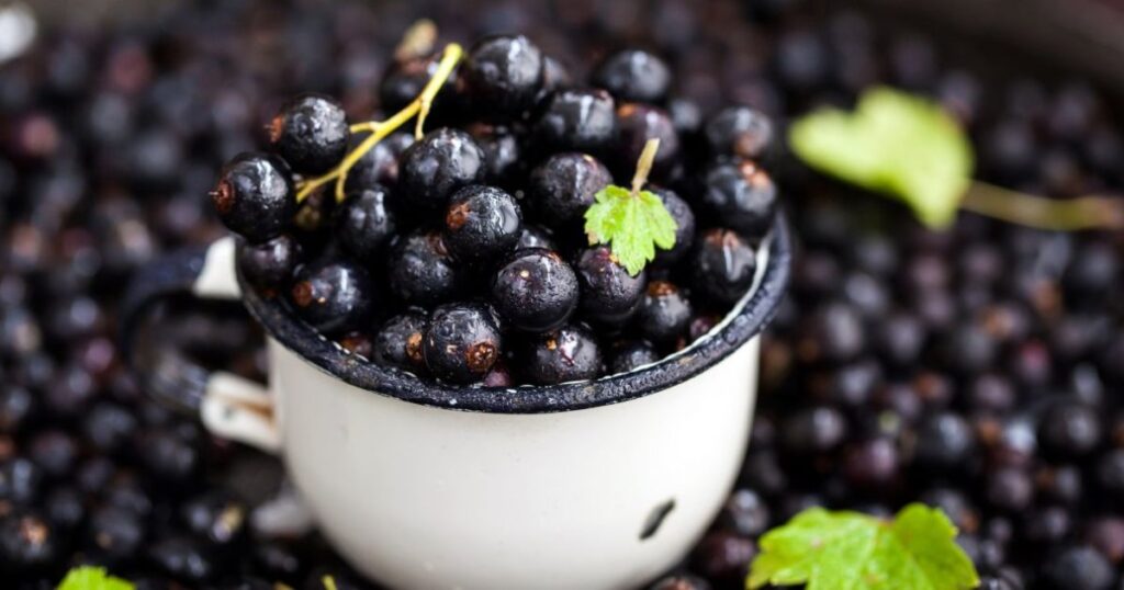 Як зняли заборону на чорну смородину?