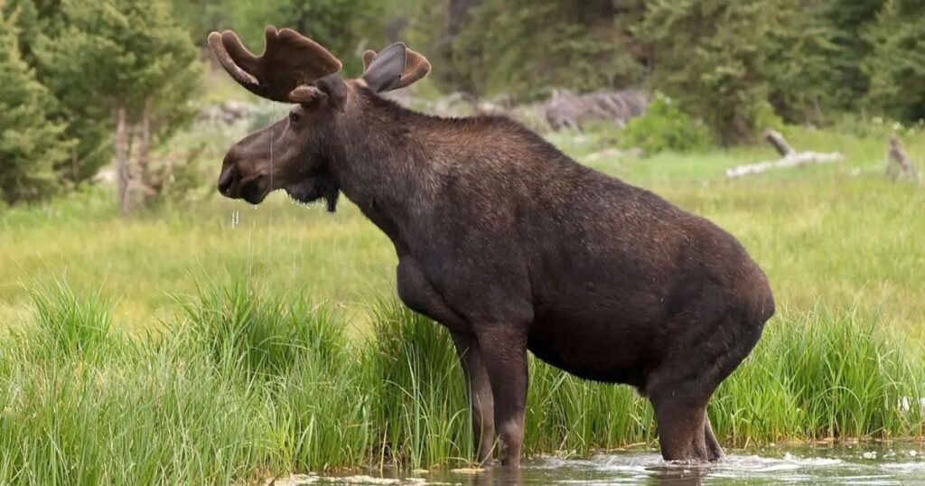 Рідкісну тварину помітили у парку на Рівненщині!
