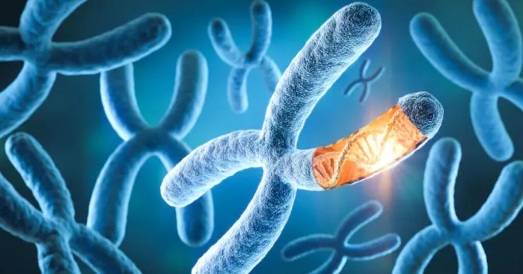 Яка будова хромосом?