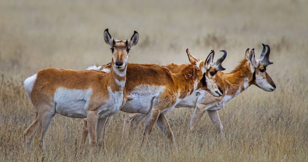 Хто найшвидша тварина в світі
