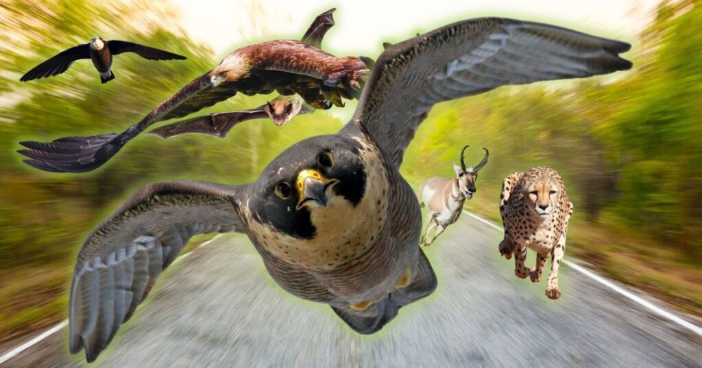 Який птах найшвидший у світі?