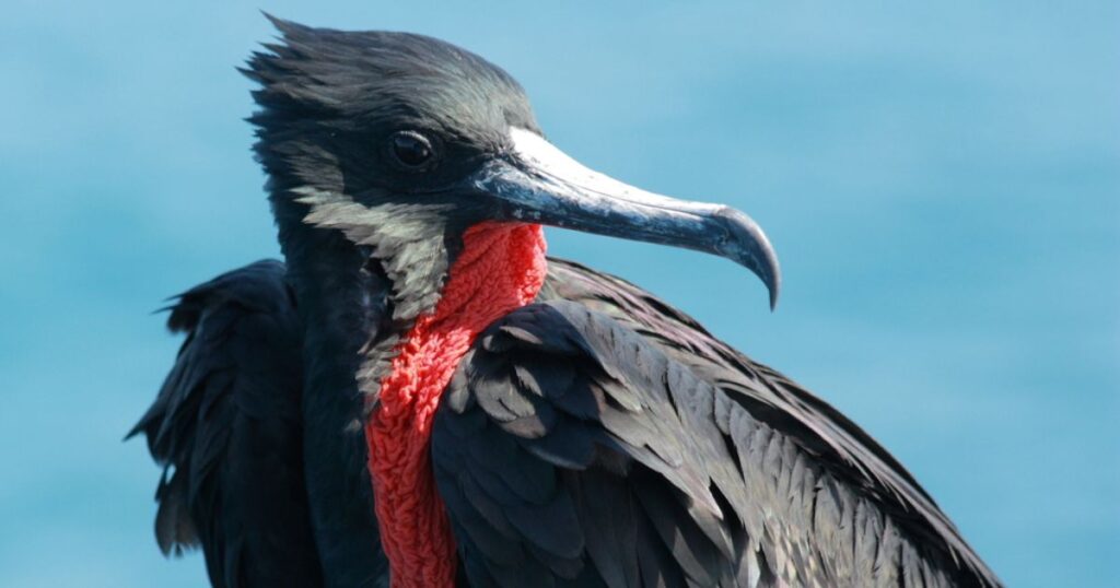 Який птах найшвидший у світі? Фрегат - друге місце