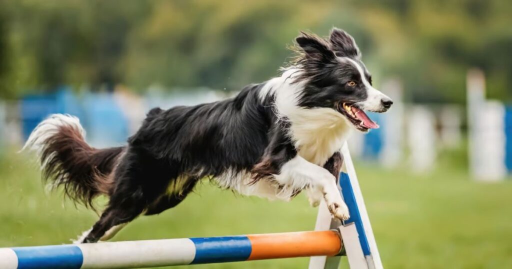 Які є найрозумніші собаки у світі