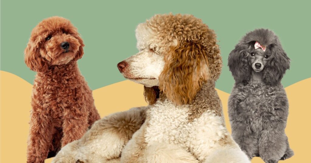 Які є найрозумніші собаки у світі - Пудель