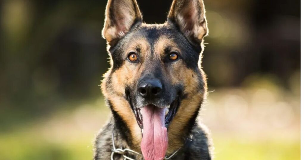 Які є найрозумніші собаки у світі - Німецька вівчарка