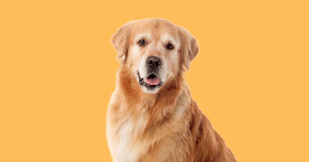 Які є найрозумніші собаки у світі - Золотистий ретривер