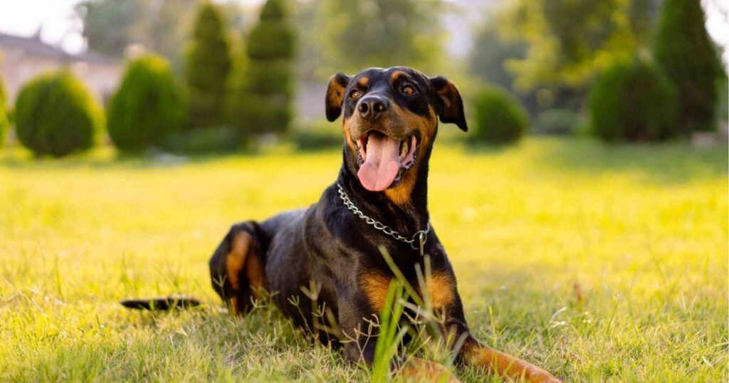 Які є найрозумніші собаки у світі - Доберман-пінчер