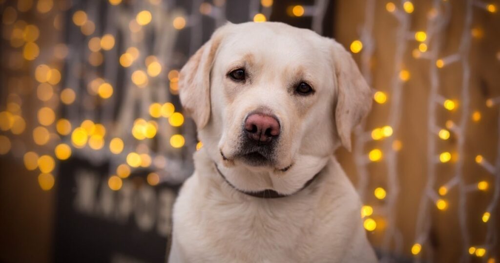 Які є найрозумніші собаки у світі - Лабрадор ретривер