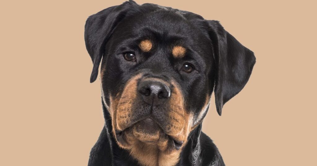 Які є найрозумніші собаки у світі - Ротвейлер