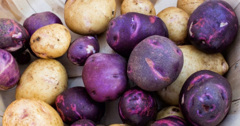 Яка на смак фіолетова картопля?