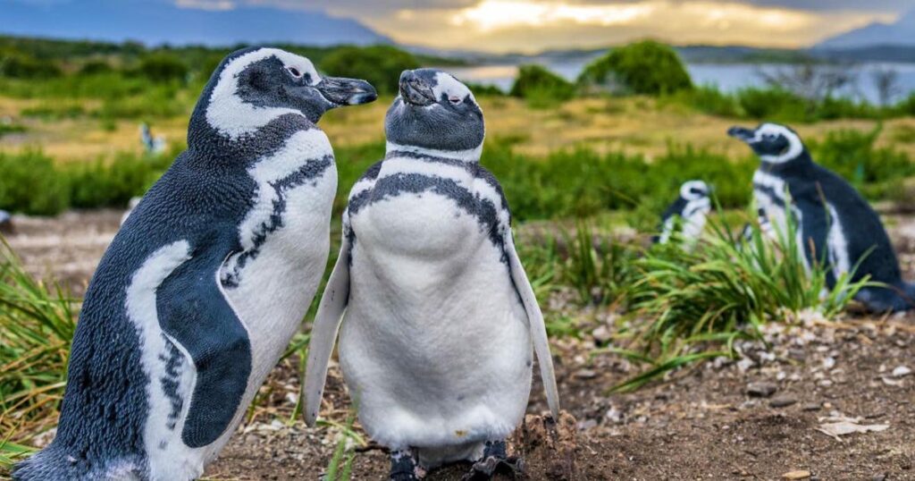 Цікаві факти про пінгвінів: де живуть, та як вони виживають