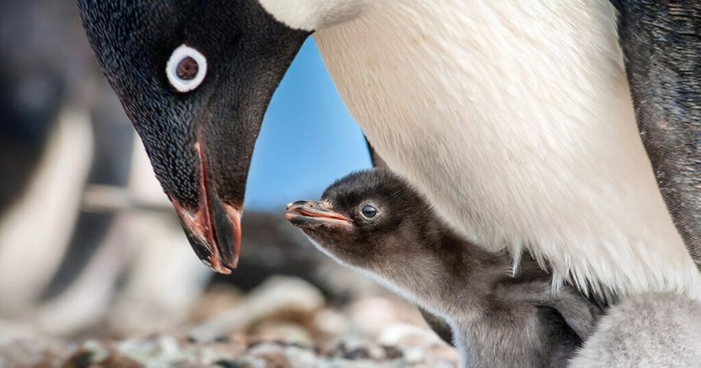 Цікаві факти про пінгвінів: Тато-пінгвін висиджує яйця