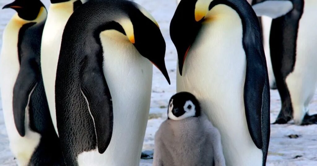 Цікаві факти про пінгвінів: Пінгвіни романтичні