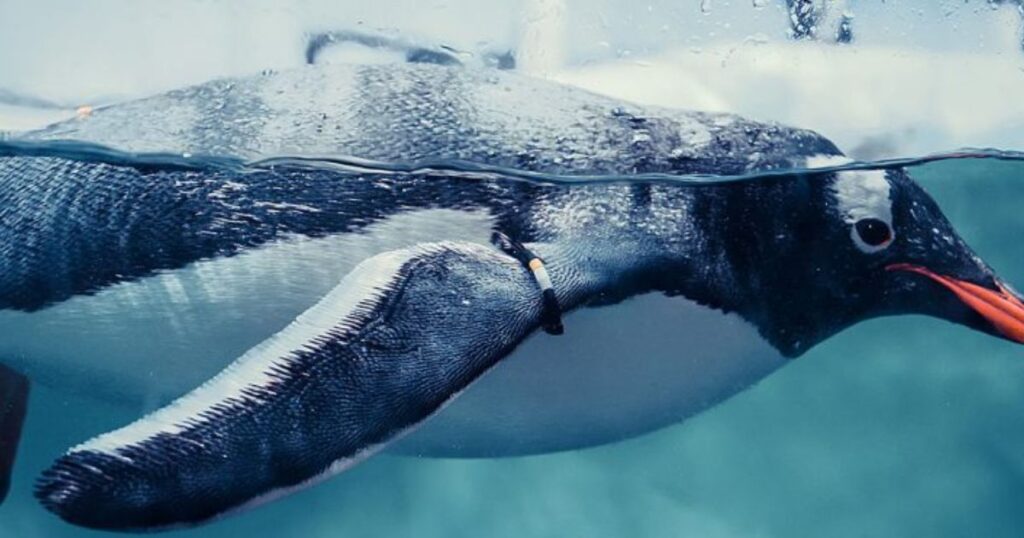 Цікаві факти про пінгвінів: Більшу частину часу проводять у воді