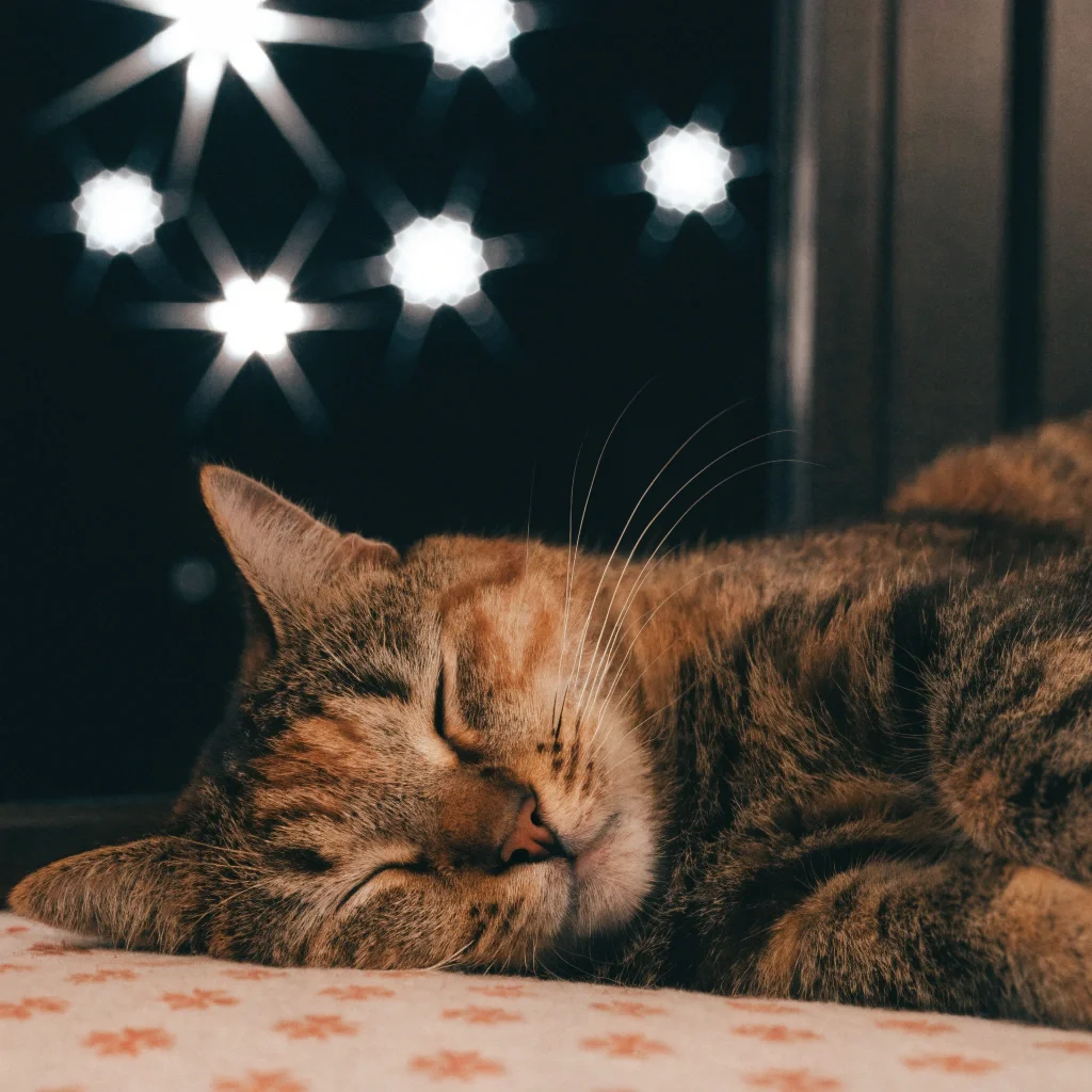 Рябий котик спить